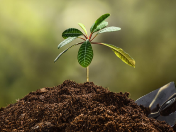 Planting trees vs compensating - Brief Discussion!